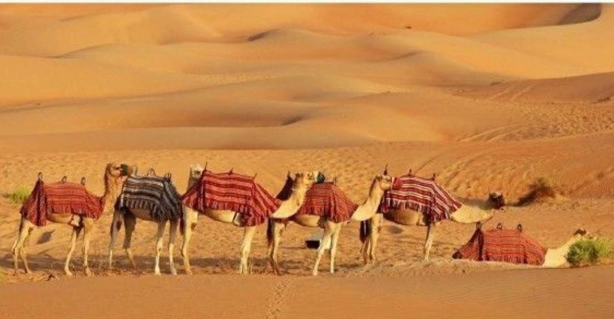 Fullday pushkar tour from jaipur with guid+camel/jeep safari - Hizvo