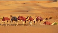 Fullday Pushkar Tour desde Jaipur con Guid+Camel/Jeep Safari - Housity