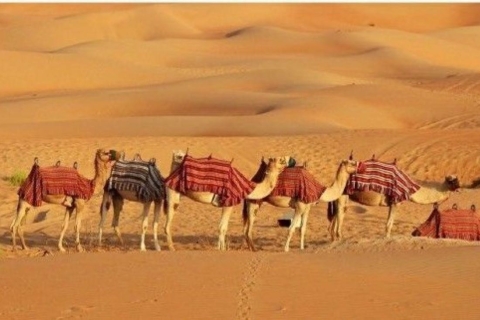 Fullday pushkar tour from jaipur with guid+camel/jeep safari Pushkar tour + guide + jeep/camel safari + food + camp stay.