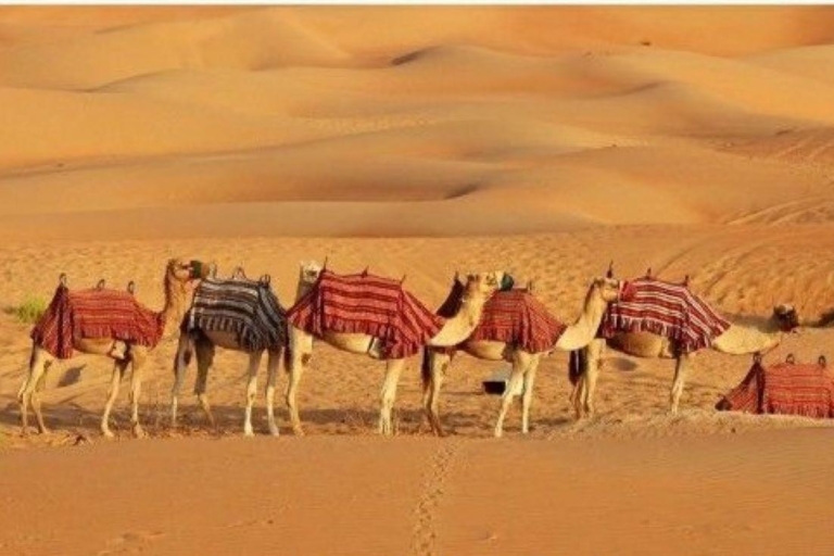 Hele dag pushkar-tour vanuit Jaipur met gids+kameel/jeepsafariPushkar-tour vanuit Jaipur met gids + jeep-/kameelsafari.