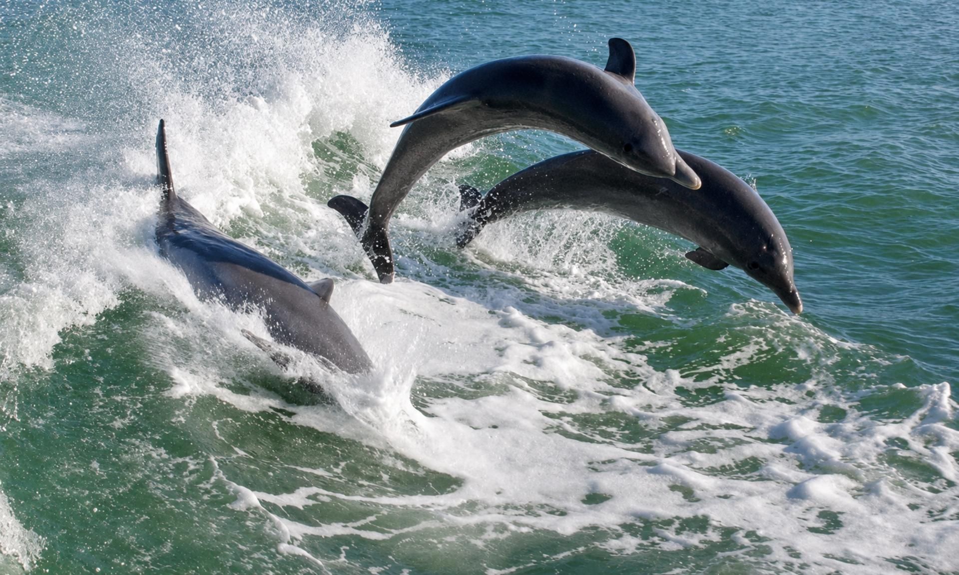 St. Pete Beach: Dolphin Racer Sightseeing-Tour
