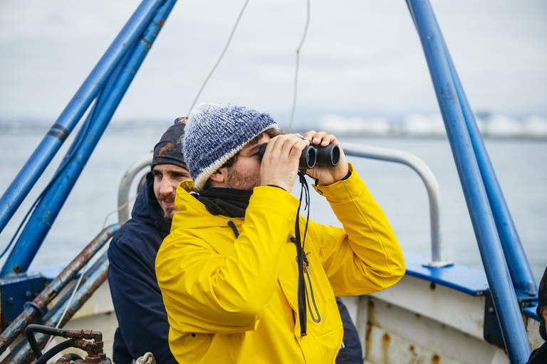 Reykjavik: passeio de barco para observação de papagaios-do-mar