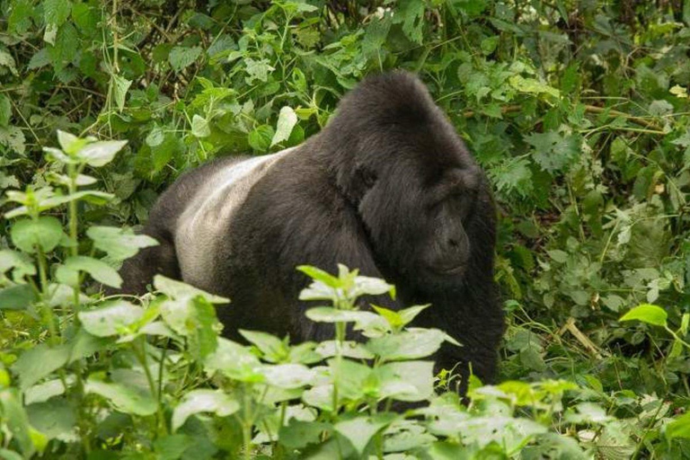 Ruanda: Excursión de 3 días de senderismo con gorilas y monos dorados