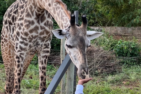 SHARE A MEAL WITH GIRAFFES