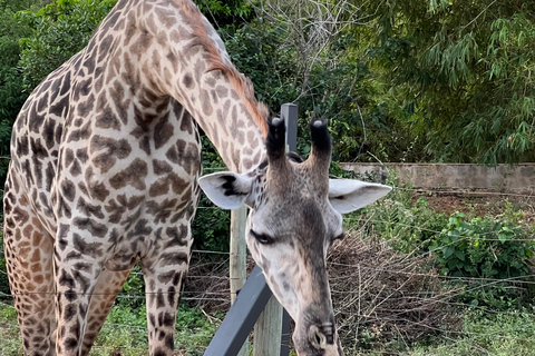 DIANI: CONDIVIDI UN PASTO CON LE GIRAFFECONDIVIDERE UN PASTO CON LE GIRAFFE