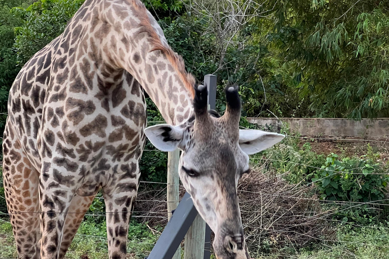 DIANI: EEN MAALTIJD DELEN MET GIRAFFENEEN MAALTIJD DELEN MET GIRAFFEN