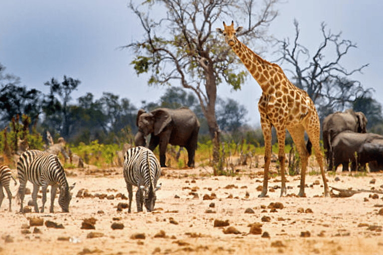 3 jours de safari dans le Masai Mara avec hébergement moyen de gamme3 jours à Masai Mara avec Safari Van et hébergement moyen de gamme