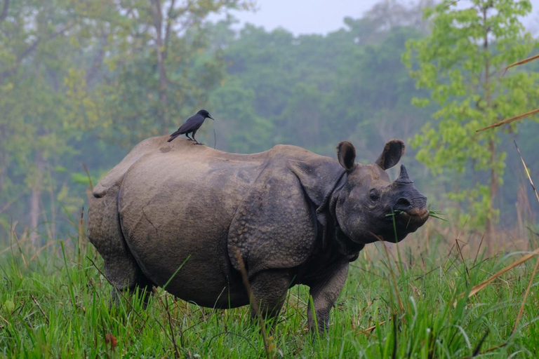 Safari privado de 3 días por Chitwan