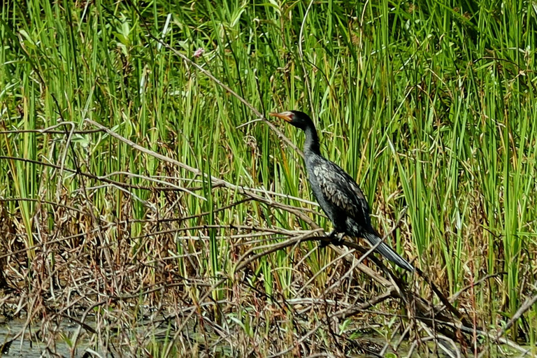 From Nairobi: Ondiri Wetland Guided Walking Tour