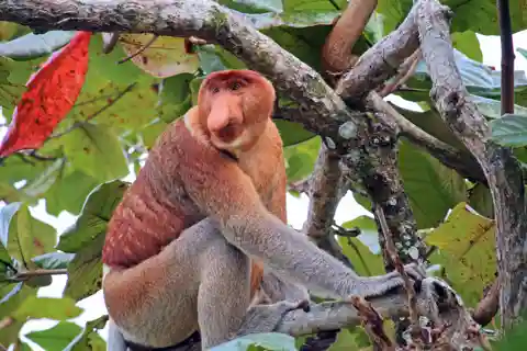 Croisière sur la rivière Bongawan : Observation des singes proboscis et des lucioles
