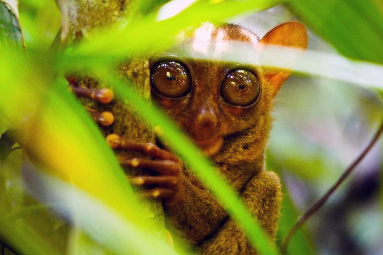 Ultimate 4-Day Cebu to Bohol Tour