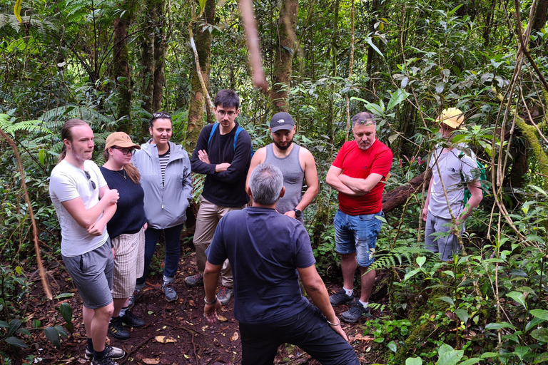Private Guided Mossy Forest Tour & Malaysia Transfer