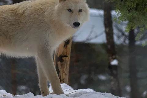 Sainte-Apolline-de-Patton: Guided Wolf Sanctuary Tour