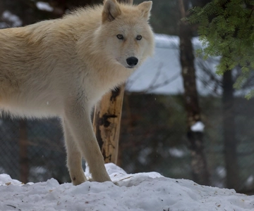 Sainte-Apolline-de-Patton: Guided Wolf Sanctuary Tour