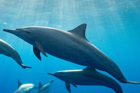 Zanzibar: Kizimkazi delfintur och havssköldpaddsreservatAlternativ med upphämtning på södra delen av Zanzibar