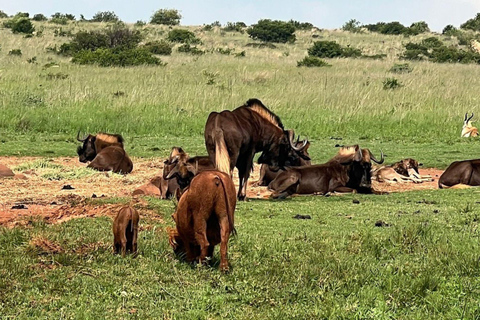 Johannesburg: Rhino & Lion Nature Reserve Half Day Tour