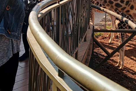 Demi-journée - orphelinat des éléphants, centre des girafes et fabrique de perles