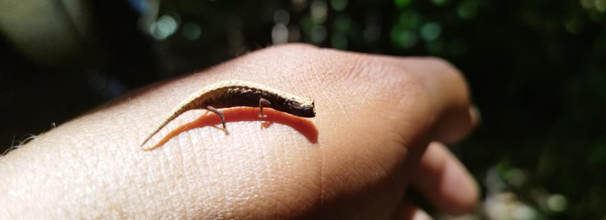 Antsiranana : excursion au parc national de la Montagne d'Ambre