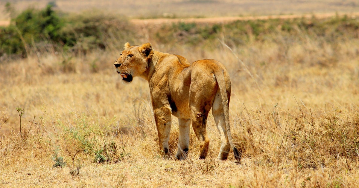 Parc National De Nairobi Visite D Une Joun E Ou D Une Demi Journ E