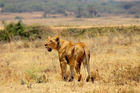 Nairobi Nationalpark: Halbtagestour für Gruppen mit Abholung