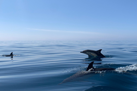 Dolphin Watching in Arrábida Natural Park