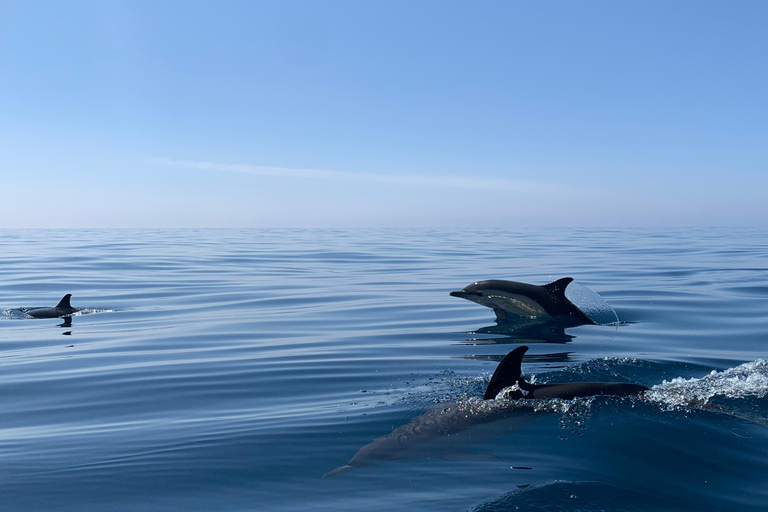 Delfinbeobachtung im Arrábida Naturpark