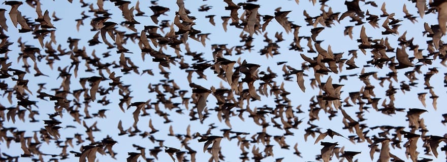 Une journée TukTuk Handicrafts Bambootrain Killing&BatCaves,Sunset