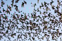 Een dag tuk tuk handwerk bamboo trein dodende vleermuisgrotten, zonsondergang - Housity