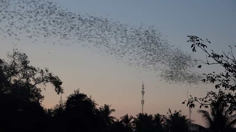 Full Day Tuk Tuk: City,Bambootrain,Temples Killing&Bat Caves