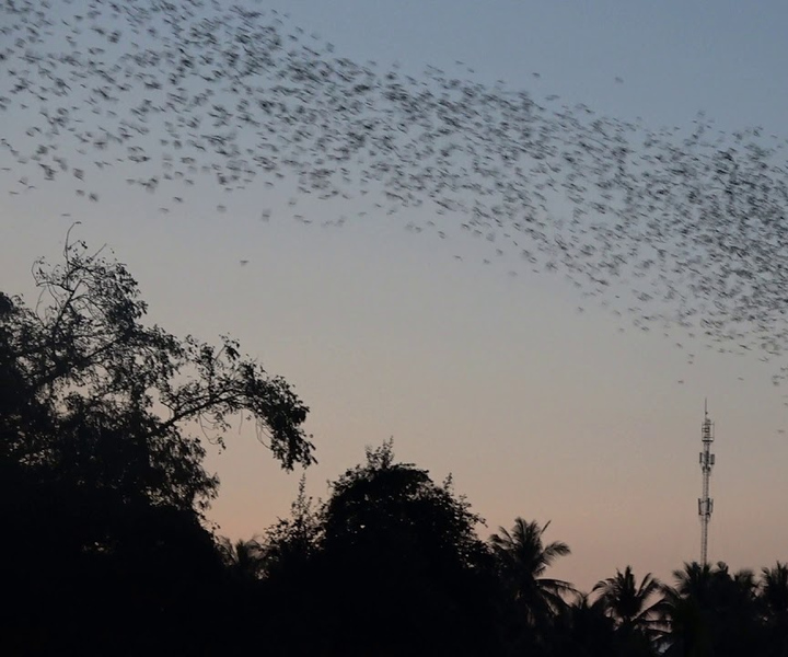 Full Day Tuk Tuk: City,Bambootrain,Temples Killing&Bat Caves