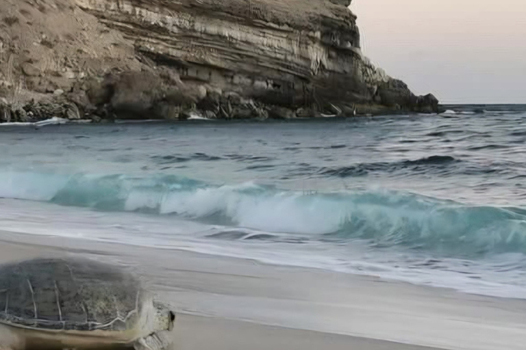 From Muscat: Ras Al Jinz Turtle Reserve Guided Tour