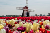 Lisse, Tulip Experience Ticket with Museum & Flower Picking - Housity