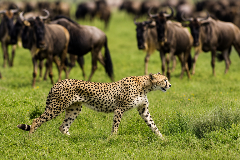 From Moshi: Tarangire National Park Safari with Lunch