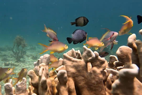 Moalboal: Abenteuer Insel Pescador und Mantayupan-Wasserfälle!