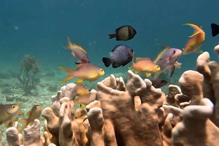 Moalboal: avventura sull&#039;isola di Pescador e sulle cascate di Mantayupan!