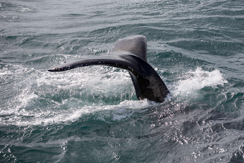 Reykjavík: Kombiticket für Whale-Watching-Bootsfahrt und FlyOver