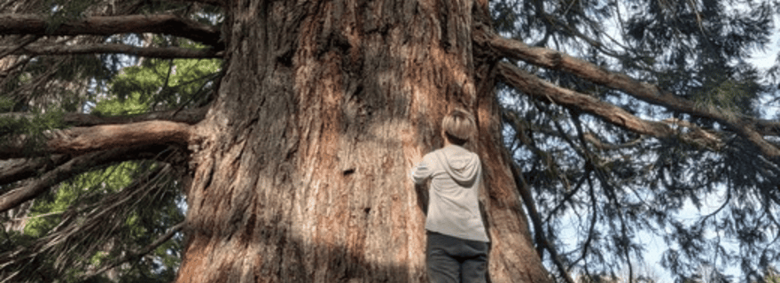 Hong Kong : expérience guidée de sylvothérapie
