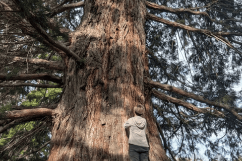 Hong Kong: Forest Therapy Guided Experience Lung Fu Shan Country Park: Private Forest Therapy Session