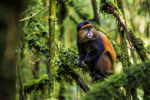 Rwanda&amp; Burundi: Primates, Big Five And Cultural Experience