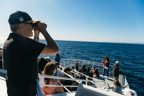 San Pedro: West Harbor LA Dolphin & Whale Watching Cruise