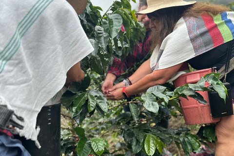 From Medellín: Coffee Farm Hiking & Exotic Fruit Marketplace