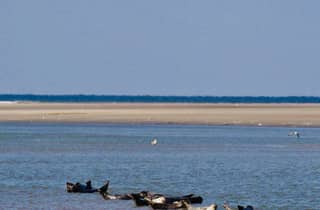 Wanderung zu den Robben in der Bucht der Somme