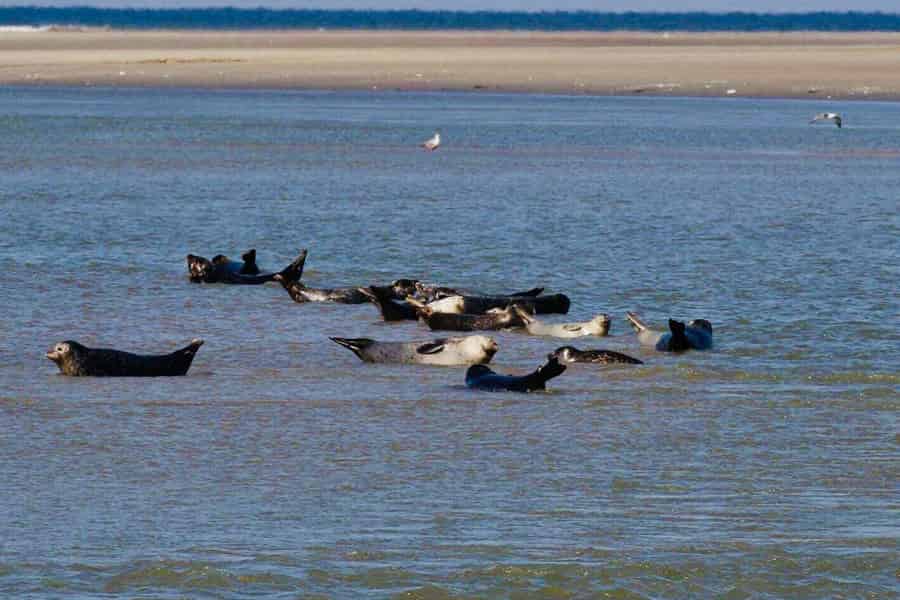 Wanderung zu den Robben in der Bucht der Somme. Foto: GetYourGuide Wanderung zu den Robben in der Bucht der Somme. Foto: GetYourGuide