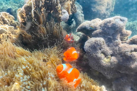 Lombok: 3 Gili Snorkeling Trip with Turtles, Statues & GoPro Starting from Lombok (Round trip Hotel transfer)