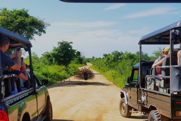 斯里兰卡：7天野生动物之旅和生态之旅（含酒店）斯里兰卡：7 天野生动物之旅和生态之旅（含酒店）