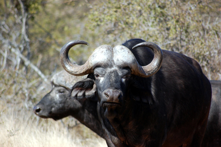 5 dagars migrationssafari i Serengeti