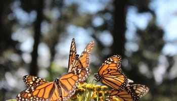 The BEST Tlalpujahua Tours and Things to Do in 2024 - FREE ...