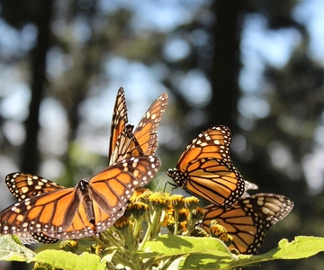 Monarch Butterfly: Biosphere Reserve and Xmas Town