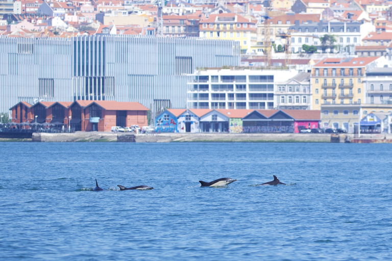 Lisboa: Passeio de barco para observação de golfinhosLisboa: Passeio de Barco para Observação de Golfinhos