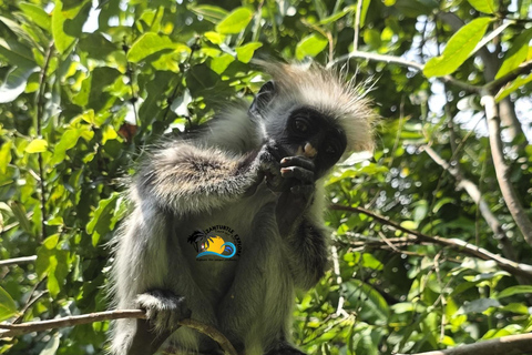 Zanzibar: Jozani Forest & Salaam Cave Sea Turtles Swim Tour Option Without Hotel Transfers